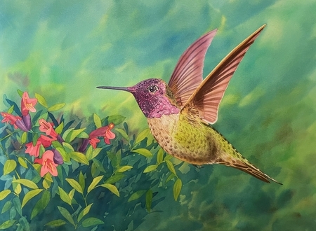 Hummingbird