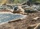 Pender Island Beach