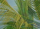 Palm Fronds