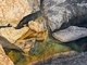 Tidal Pool, West Van